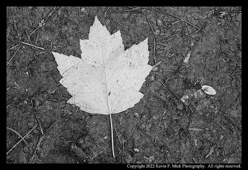 BW photograph of a maple leaf laying on a trail.
