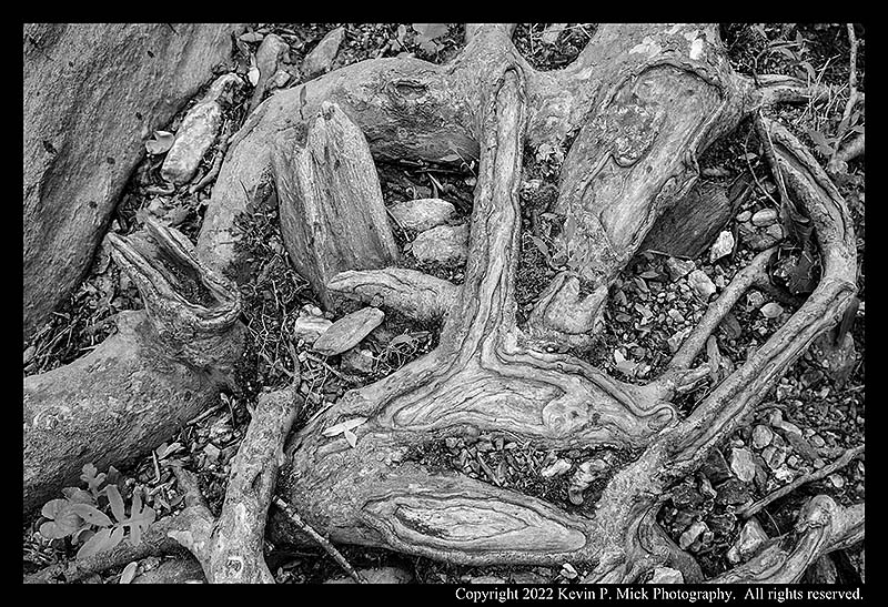 BW photograph looking down on exposed sycamore tree roots.