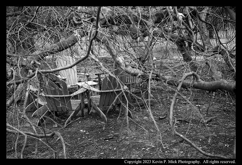 BW photograph of several Adirondack chairs sitting within the branches of a large tree.