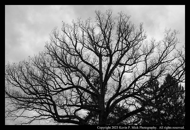 BW photograph of silhouetted trees against a cloudy sky.
