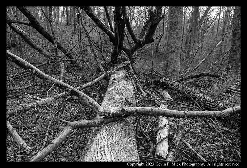 BW photograph looking upward and across the debris from three trees that had fallen together.
