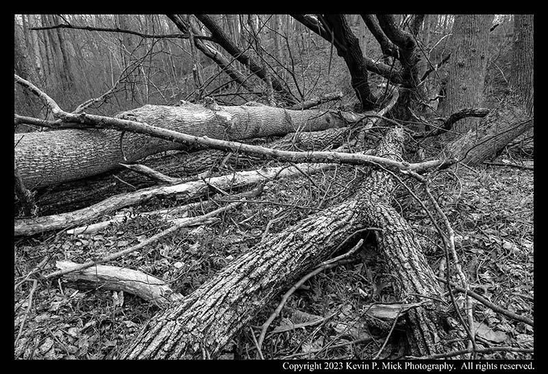 BW photograph looking across the debris from three trees that had fallen together.